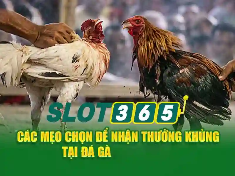 đăng nhập slot365 – nguồn gốc và sứ mệnh