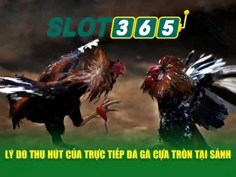 Giao diện nhà cái hoàn hảo